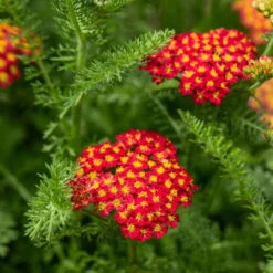Trockenresistente Stauden Set, 18 Pflanzen Für 3 M², Bunt -Die grüne Ecke 0319100243 Achillea millefolium rot 1 83071