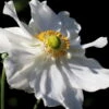 Herbst-Anemone 'Whirlwind' Weiß, Topf-Ø 9 Cm, 3er-Set -Die grüne Ecke 0319100254 Anemone jap Whirlwind 3er Set weiss 108394