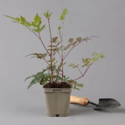 Bio Prachtspiere Rot, Topf-Ø 11 Cm, 3er-Set -Die grüne Ecke 0319100263 astilbe arendsii rot 125668