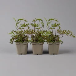 Bio Prachtspiere Weiß, Topf-Ø 11 Cm, 3er-Set -Die grüne Ecke 0319100264 astilbe arendsii weiss 1 125684