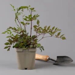 Bio Prachtspiere Weiß, Topf-Ø 11 Cm, 3er-Set -Die grüne Ecke 0319100264 astilbe arendsii weiss 125683