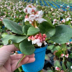 Bio Bergenie 'Harzkristall' Rosa-weiß, Topf-Ø 12 Cm, 3er-Set -Die grüne Ecke 0319100266 bergenia harzkristall rosa wei 4 121727