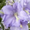 Bio Pfirsichblättrige Glockenblume Blau, Topf-Ø 11 Cm, 3er-Set -Die grüne Ecke 0319100278 Campanula persicifolia blau 83080