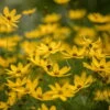 Bio Mädchenauge 'Zagreb' Goldgelb, Topf-Ø 11 Cm, 3er-Set -Die grüne Ecke 0319100297 Coreopsis verticillata Zagreb 84697