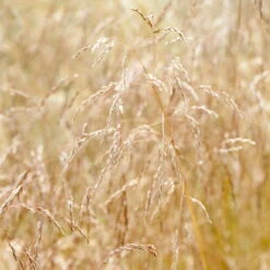 Bio Rasen-Schmiele, Topf-Ø 11 Cm, 3er-Set -Die grüne Ecke 0319100300 Deschampsia cespitosa 83083