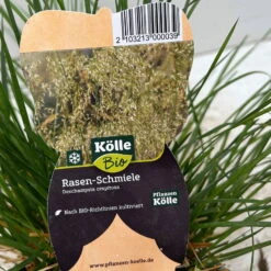 Bio Rasen-Schmiele, Topf-Ø 11 Cm, 3er-Set -Die grüne Ecke 0319100300 deschampsia cespitosa 4 124995