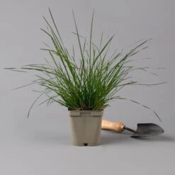 Bio Rasen-Schmiele, Topf-Ø 11 Cm, 3er-Set -Die grüne Ecke 0319100300 deschampsia cespitosa2 125686