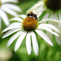 Trockenresistente Stauden Set, 18 Pflanzen Für 3 M², Bunt -Die grüne Ecke 0319100307 Echinacea Alba tk 122494