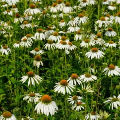 Trockenresistente Stauden Set, 18 Pflanzen Für 3 M², Bunt -Die grüne Ecke 0319100307 Echinacea purpurea Alba 3er Set 14 113906