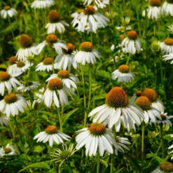 Trockenresistente Stauden Set, 18 Pflanzen Für 3 M², Bunt -Die grüne Ecke 0319100307 Echinacea purpurea Alba 3er Set 15 113907