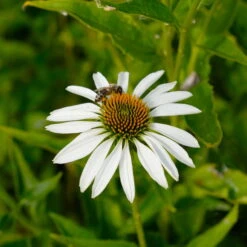Trockenresistente Stauden Set, 18 Pflanzen Für 3 M², Bunt -Die grüne Ecke 0319100307 Echinacea purpurea Alba 3er Set 21 113908