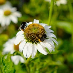 Trockenresistente Stauden Set, 18 Pflanzen Für 3 M², Bunt -Die grüne Ecke 0319100307 Echinacea purpurea Alba 3er Set 8 113909