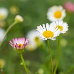 Bio Spanisches Gänseblümchen 'Blütenmeer' Weiß, Topf-Ø 11 Cm, 3er-Set -Die grüne Ecke 0319100311 Erigeron karvinsk Bluetenmeer 2 125716
