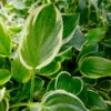 Funkie 'So Sweet' Weiß, Topf-Ø 11 Cm, 3er-Set -Die grüne Ecke 0319100340 Hosta plantaginea So Sweet 3er Set 2 113848