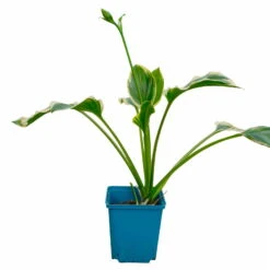 Funkie 'So Sweet' Weiß, Topf-Ø 11 Cm, 3er-Set -Die grüne Ecke 0319100340 Hosta plantaginea So Sweet 3er Set 3 113936