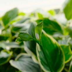 Funkie 'So Sweet' Weiß, Topf-Ø 11 Cm, 3er-Set -Die grüne Ecke 0319100340 Hosta plantaginea So Sweet 3er Set 4 113849