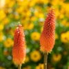 Bio Fackellilie Orange-rot, Topf-Ø 11 Cm, 3er-Set -Die grüne Ecke 0319100351 Kniphofia uvaria orange 83089