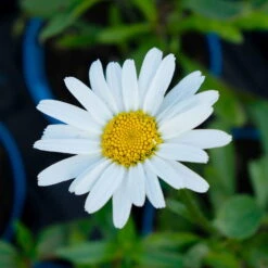 Bio Margerite 'Polaris' Weiß, Topf-Ø 11 Cm, 3er-Set -Die grüne Ecke 0319100354 Leucanthemum maximum Polaris 3er Set 3 113882