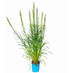 Bio Prachtscharte Weiß, Topf-Ø 11 Cm, 3er-Set -Die grüne Ecke 0319100357 Liatris spicata weiss 3er Set 6 113965