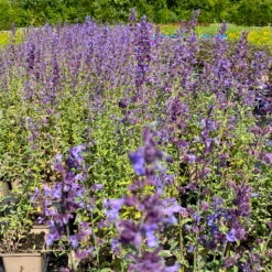 Katzenminze 'Walkers Low' Blau, Topf-Ø 11 Cm, 3er-Set -Die grüne Ecke 0319100366 Nepeta faassenii Walkers Low 3er Set 2 113705 1