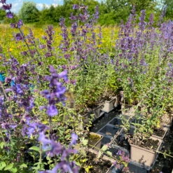Katzenminze 'Walkers Low' Blau, Topf-Ø 11 Cm, 3er-Set -Die grüne Ecke 0319100366 Nepeta faassenii Walkers Low 3er Set 3 113706 1