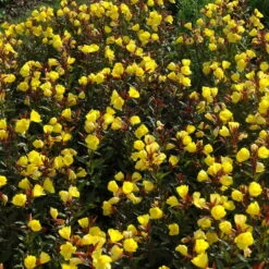 Bio Nachtkerze Goldgelb, Topf-Ø 11 Cm, 3er-Set -Die grüne Ecke 0319100369 Oenothera tetragona 2 125710