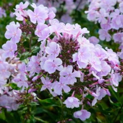 Bio Flammenblume 'Franz Schubert' Hellviolett, Topf-Ø 11 Cm, 3er-Set -Die grüne Ecke 0319100378 Phlox paniculata Franz Schubert 3er Set 3 113853