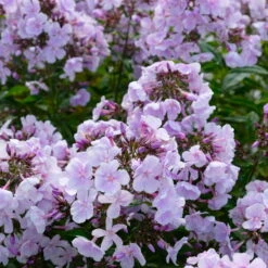 Bio Flammenblume 'Franz Schubert' Hellviolett, Topf-Ø 11 Cm, 3er-Set -Die grüne Ecke 0319100378 Phlox paniculata Franz Schubert 3er Set 7 113855