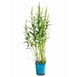 Bio Gelenkblume Weiß, TopfØ 11 Cm, 3er-Set -Die grüne Ecke 0319100391 Physostegia virginiana weiss 3er Set 5 113967