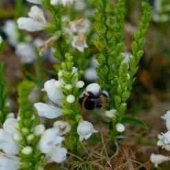 Bio Gelenkblume Weiß, TopfØ 11 Cm, 3er-Set -Die grüne Ecke 0319100391 Physostegia virginiana weiss 3er Set 6 113917