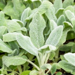 Bio Woll-Ziest 'Silver Carpet' Rosa-violett, Topf-Ø 11 Cm, 3er-Set