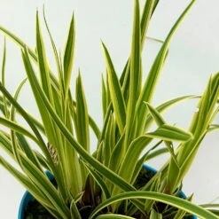Garten-Segge 'Vanilla Ice', Topf-Ø 12 Cm, 3er-Set -Die grüne Ecke 0319100416 carex vanilla ice 51 124997