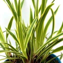 Garten-Segge 'Vanilla Ice', Topf-Ø 12 Cm, 3er-Set -Die grüne Ecke 0319100416 carex vanilla ice 7 124998