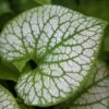 Vergissmeinnicht 'Jack Frost' Blau, Topf-Ø 12 Cm, 3er-Set -Die grüne Ecke 0319100421 Brunnera macro Jack Frost1 84707