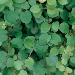 Mühlenbeckia Complexa Weiß, Topf-Ø 12 Cm, 3er-Set -Die grüne Ecke 0319100426 Muehlenbeckia complexa 3er Set 1 85225 1