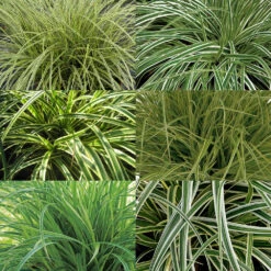 Segge Grün-weiß, Topf-Ø 12 Cm, 3er-Set