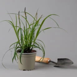 Segge 'Ribbon Falls' Dunkelgrün, Topf-Ø 12 Cm, 3er-Set -Die grüne Ecke 0319100452 Carex Ribbon Falls 3er Set KB T12 gruen ueberhaengend 2 126146