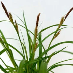 Segge 'Ribbon Falls' Dunkelgrün, Topf-Ø 12 Cm, 3er-Set -Die grüne Ecke 0319100452 carex ribbon falls 4 125001