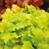 Purpurglöckchen 'Lime Rickey' Limettengrün, Topf-Ø 12 Cm, 3er-Set -Die grüne Ecke 0319100456 Heuchera Lime Rickey 3er Set 85230