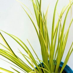 Kalmus 'Ogon' Grün-gelb, Topf-Ø 12 Cm, 3er-Set -Die grüne Ecke 0319100458 acorus ogon 4 125002