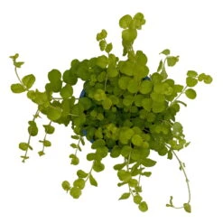 Pfennigkraut 'Goldilocks' Gelb, Topf-Ø 12 Cm, 3er-Set -Die grüne Ecke 0319100460 Lysimachia Goldilocks KB 12 cm Topf 6er Set WS 2 94744