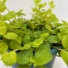 Pfennigkraut 'Goldilocks' Gelb, Topf-Ø 12 Cm, 3er-Set -Die grüne Ecke 0319100460 Lysimachia Goldilocks KB 12 cm Topf 6er Set WS 4 94741