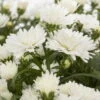 Aster Novi-belgii, Weiss Gefüllt, Topf-Ø 12 Cm, 3er-Set -Die grüne Ecke 0319100465 Aster novi belgii T12 weiss gefuellt 3er Set WS 2 95654