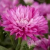 Aster Novi-belgii, Rosa Gefüllt, Topf-Ø 12 Cm, 3er-Set -Die grüne Ecke 0319100466 Aster novi belgii T12 rosa gefuellt 3er Set WS 1 95655