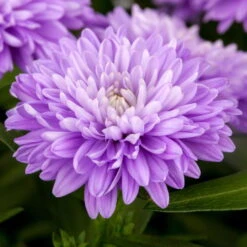 Aster Novi-belgii, Blau Gefüllt, Topf-Ø 12 Cm, 3er-Set -Die grüne Ecke 0319100467 Aster novi belgii T12 blau gefuellt 3er Set WS 2 95657