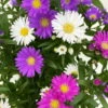 Aster Novi-belgii 'Trio', 3er-Set, Weiß-rosa-blau, Topf 12/13 Cm Ø -Die grüne Ecke 0319100471 Aster novi belgii gefuellt Trio weiss rosa blau 3er Set WS 4 95661