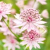 Bio Sterndolde 'Roma' Rosa, Topf-Ø 11 Cm, 3er-Set -Die grüne Ecke 0319100476 Astrantia major Roma 3er Set Koelle Bio 110442