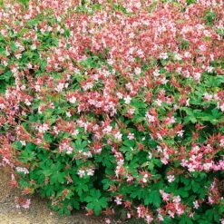 Trockenresistente Stauden Set, 18 Pflanzen Für 3 M², Bunt -Die grüne Ecke 0319100482 Geranium macror Spessart 3er Set 1 107570