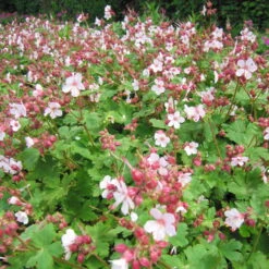 Trockenresistente Stauden Set, 18 Pflanzen Für 3 M², Bunt -Die grüne Ecke 0319100482 Geranium macror Spessart 3er Set 3 107569