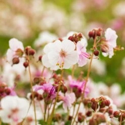 Trockenresistente Stauden Set, 18 Pflanzen Für 3 M², Bunt -Die grüne Ecke 0319100482 Geranium macror Spessart 3er Set 4 107567